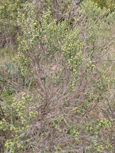 Baccharis articulata