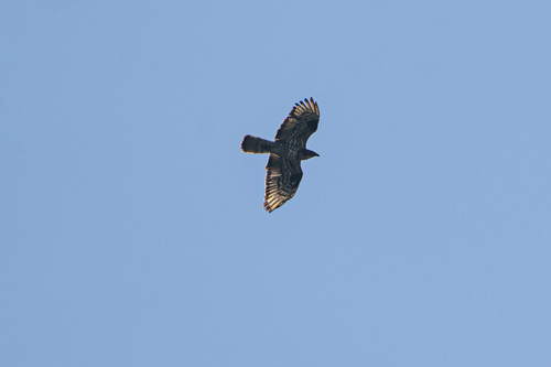 European Honey-buzzard