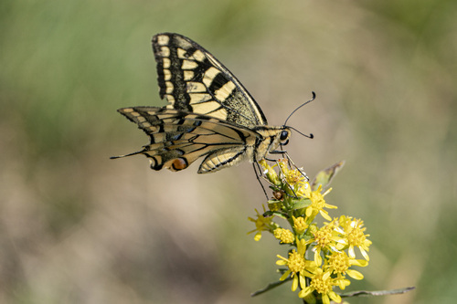Old World Swallowtail