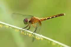 Erythrodiplax famula