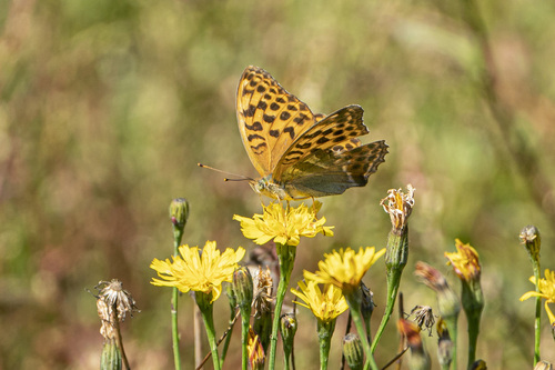 Silver-washed Fritillary