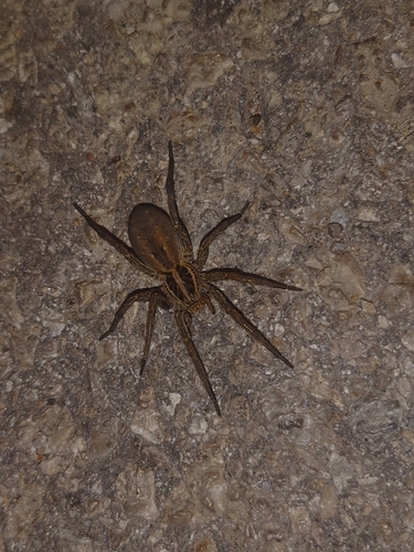 Radiated Wolf Spider