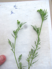 Spermolepis inermis