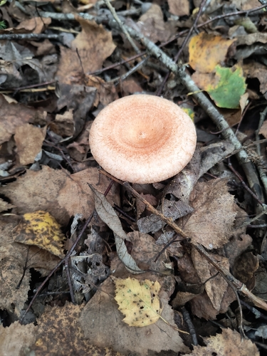Woolly Milkcap