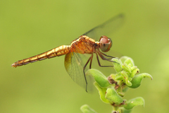 Erythrodiplax famula