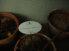 Anchomanes difformis