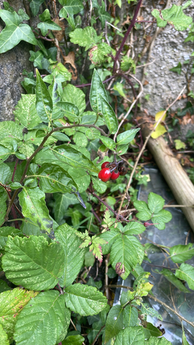 bittersweet nightshade