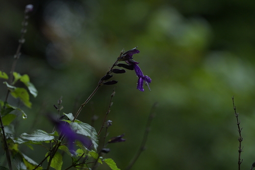 Salvia guaranitica