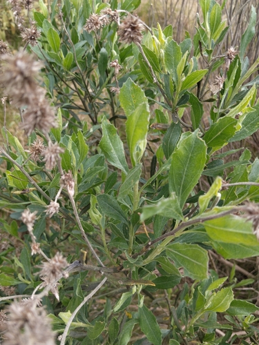 Baccharis spicata