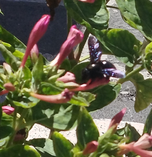 Xylocopa