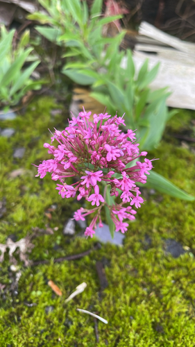 Red Valerian