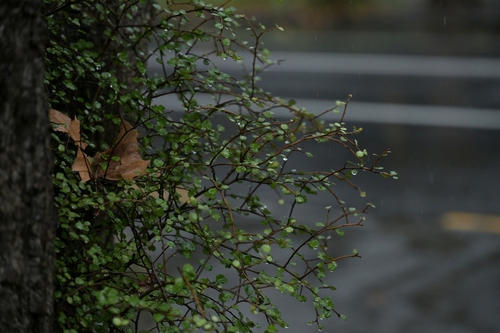 Myrsine aquilonia