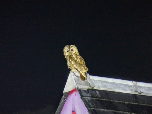 Tawny Owl