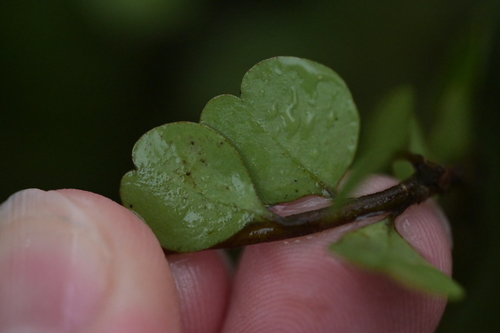 Myrsine aquilonia, photograph 2