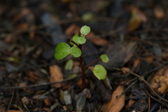 Myrsine aquilonia, photograph (c) Christopher Stephens, some rights reserved (CC BY-SA)