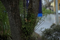 Myrsine aquilonia, photograph (c) Christopher Stephens, some rights reserved (CC BY-SA)