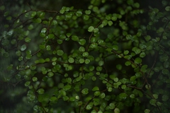 Myrsine aquilonia, photograph (c) Christopher Stephens, some rights reserved (CC BY-SA)