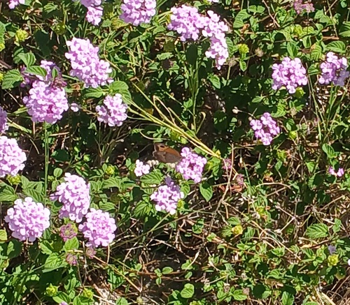 Meadow Brown