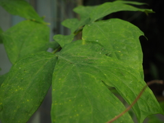 Anchomanes difformis