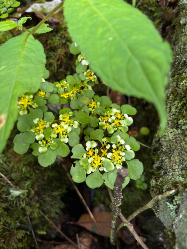 Sedum tetractinum