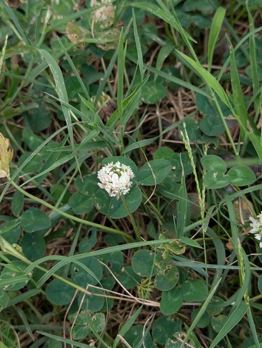 white clover