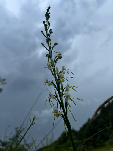 Habenaria linearifolia
