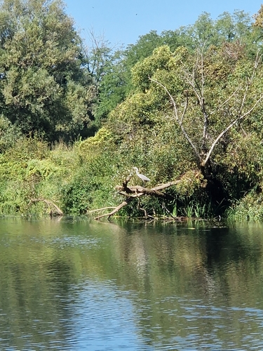 Grey Heron
