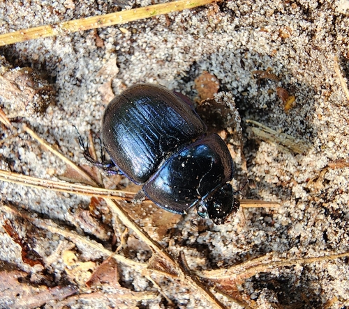 Woodland Dor Beetle