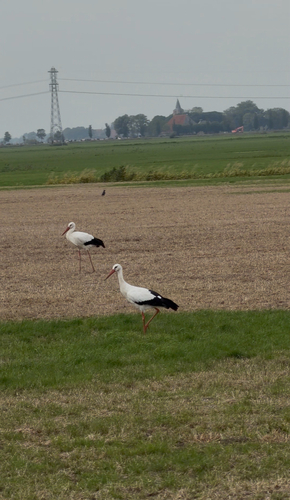White Stork