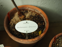 Anchomanes difformis