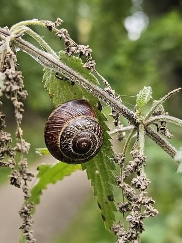 Copse Snail