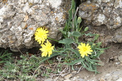 Takhtajaniantha crispa