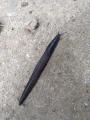 Limax cinereoniger