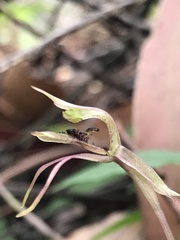 Chiloglottis seminuda
