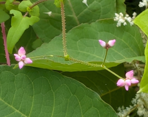 Persicaria senticosa, photograph 6