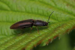 Athous vittatus