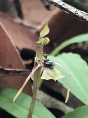 Chiloglottis seminuda