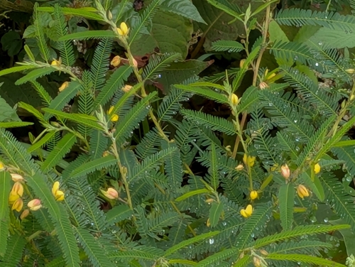 Chamaecrista nomame, photograph 4