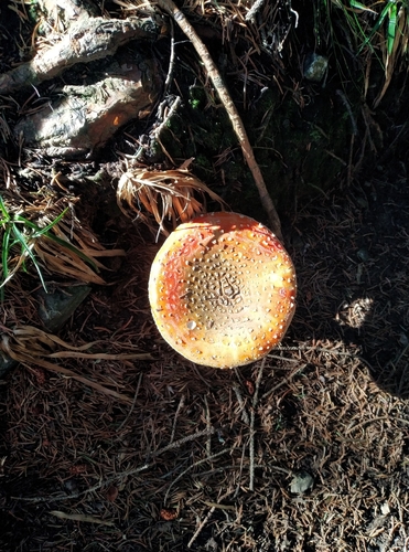 Fly Agaric