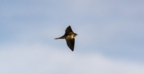 Barn Swallow