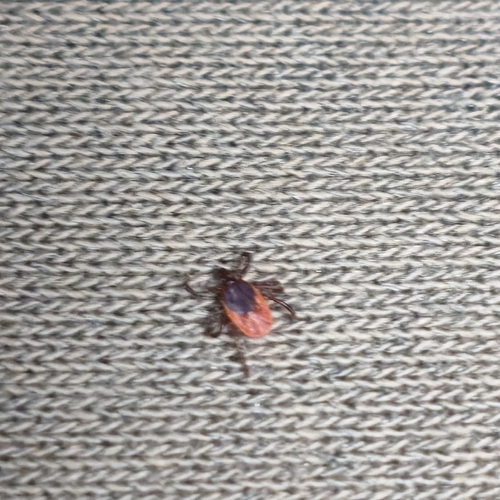 Castor Bean Tick