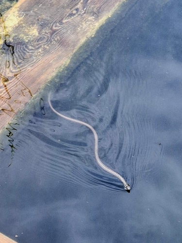grass snake