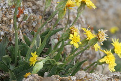 Takhtajaniantha crispa