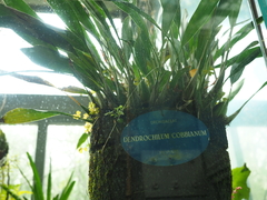 Dendrochilum cobbianum