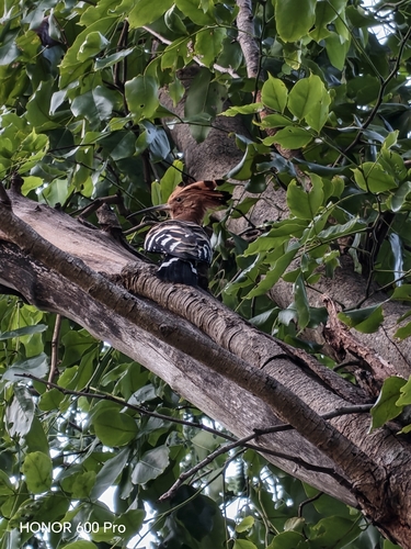 Common Hoopoe