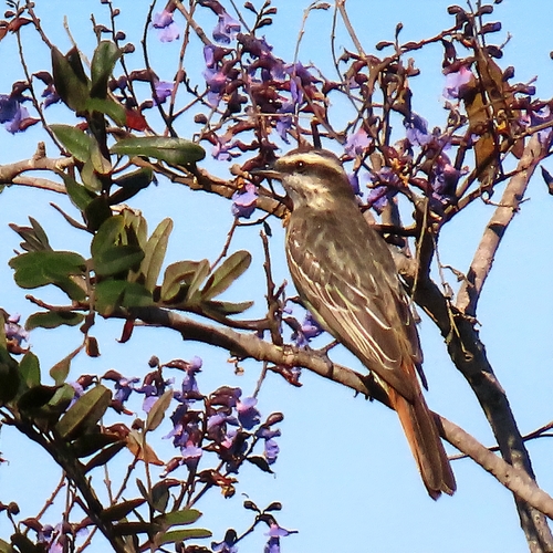 Variegated Flycatcher