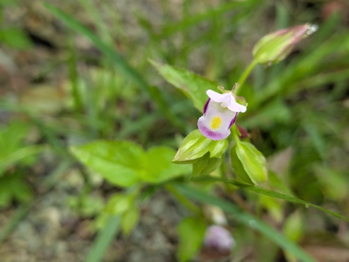 Torenia violacea observed 2026-08-20