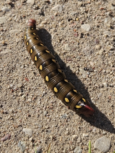 Bedstraw Hawkmoth