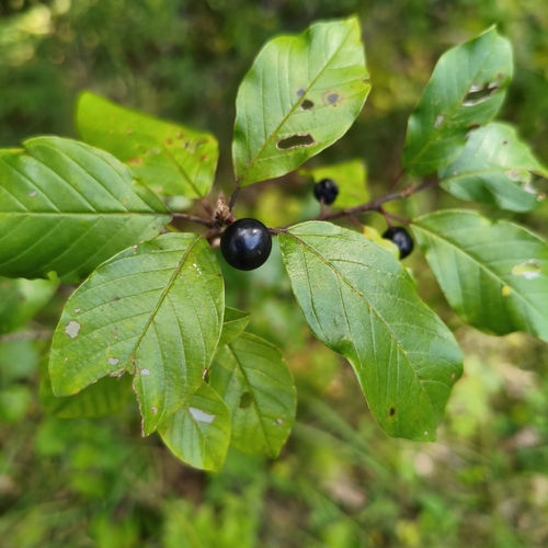 alder buckthorn