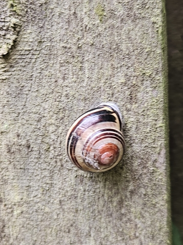 Brown-lipped Snail